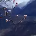 Blossoms in the Mountains  screen for extension Chrome web store in OffiDocs Chromium