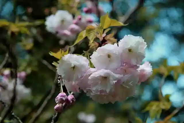 Free download Blossoms Tree Branch -  free photo or picture to be edited with GIMP online image editor