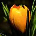 Blossom Theme  screen for extension Chrome web store in OffiDocs Chromium