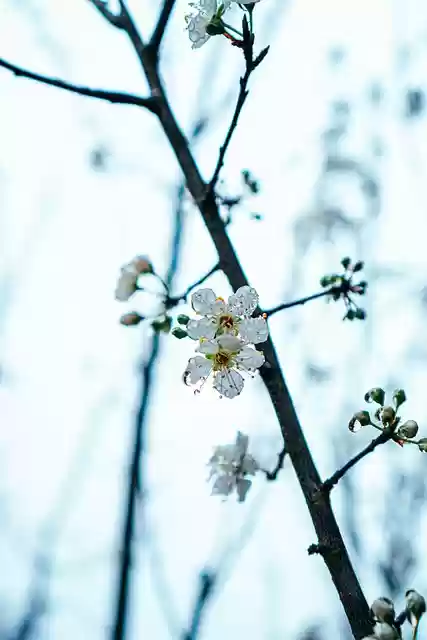 Free download blossom tree branch tree nature free picture to be edited with GIMP free online image editor