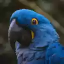 Blue and Yellow Eyed Parrot  screen for extension Chrome web store in OffiDocs Chromium