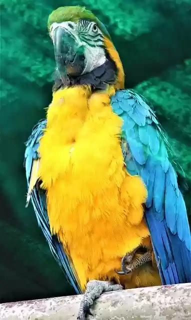 Free download Blue And Yellow Macaw Bird Animal -  free photo or picture to be edited with GIMP online image editor