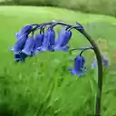 Bluebell flower wallpaper  screen for extension Chrome web store in OffiDocs Chromium