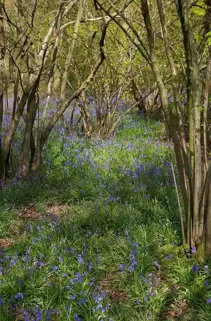 Free download Bluebells Bluebell Woods Spring -  free photo or picture to be edited with GIMP online image editor