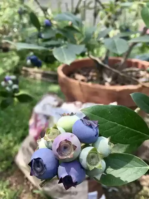 Free download Blue Berries Fruit -  free free photo or picture to be edited with GIMP online image editor