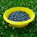 Blueberry pot  screen for extension Chrome web store in OffiDocs Chromium