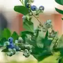 Blueberry tree with lots of fruit  screen for extension Chrome web store in OffiDocs Chromium
