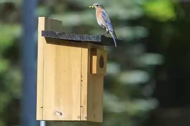 Free download Bluebird Feeding Perch -  free photo or picture to be edited with GIMP online image editor