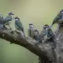 Blue birds on tree branches  screen for extension Chrome web store in OffiDocs Chromium