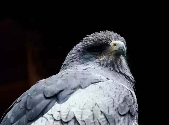 Free download Blue Buzzard -  free photo or picture to be edited with GIMP online image editor