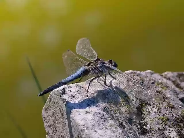 Free download blue dragon fly nature insect free picture to be edited with GIMP free online image editor