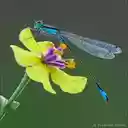 Blue dragonfly wallpaper  screen for extension Chrome web store in OffiDocs Chromium