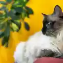Blue eyed Siamese cat  screen for extension Chrome web store in OffiDocs Chromium