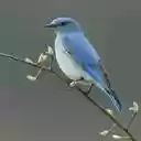 blue feather bird wallpaper  screen for extension Chrome web store in OffiDocs Chromium