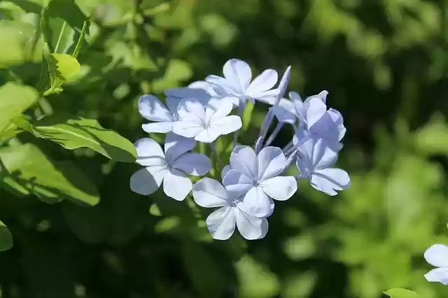 Blue Flower  screen for extension Chrome web store in OffiDocs Chromium