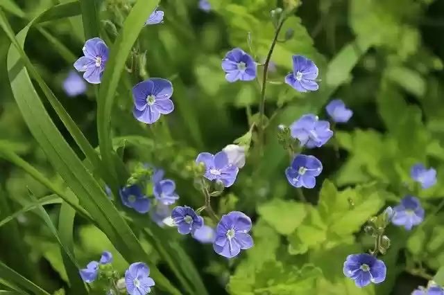 Free download Blue Flowers Veronica Dubravnaya free photo template to be edited with GIMP online image editor