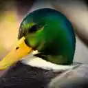 Blue headed duck  screen for extension Chrome web store in OffiDocs Chromium