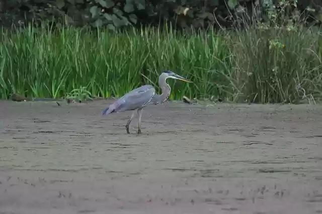 Free download blue heron swamp nj new jersey free picture to be edited with GIMP free online image editor