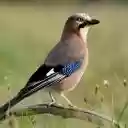 Blue Jay Theme – The Beauty of a Bold and Intelligent Bird  screen for extension Chrome web store in OffiDocs Chromium