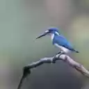blue kingfisher  screen for extension Chrome web store in OffiDocs Chromium