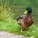 Blue necked duck by the lake  screen for extension Chrome web store in OffiDocs Chromium