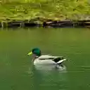 Blue necked Duck in the Lake  screen for extension Chrome web store in OffiDocs Chromium