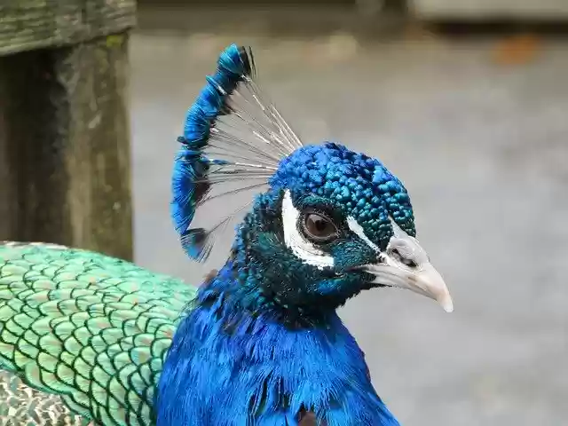 Free download Blue Peacock Bird -  free photo or picture to be edited with GIMP online image editor
