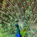 Blauer Pfau breitet seine Flügel aus Bildschirm für Erweiterung Chrome Web Store in OffiDocs Chromium