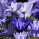 Blue Petals  screen for extension Chrome web store in OffiDocs Chromium