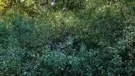 Free download Blue Purple Green -  free video to be edited with OpenShot online video editor