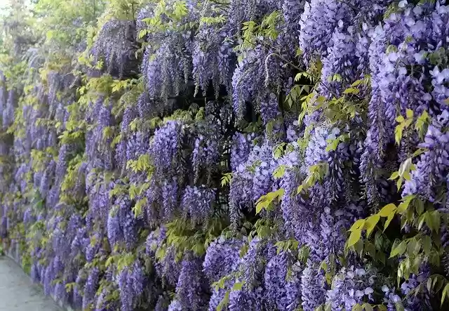 Free download Blue Rain Wisteria Climbing Plants -  free photo or picture to be edited with GIMP online image editor