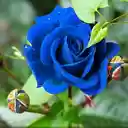 Blue rose wallpaper  screen for extension Chrome web store in OffiDocs Chromium