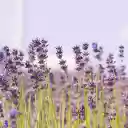 Blue sky and purple flowers  screen for extension Chrome web store in OffiDocs Chromium
