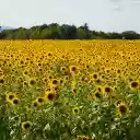 Blue sky and yellow flowers  screen for extension Chrome web store in OffiDocs Chromium