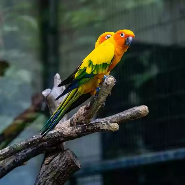 Free download blue throated parrot animal bird free picture to be edited with GIMP free online image editor