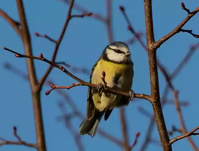 Free download Blue Tit Small Bird Garden -  free free photo or picture to be edited with GIMP online image editor