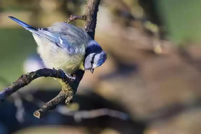 Free download blue tit tit bird animal nature free picture to be edited with GIMP free online image editor