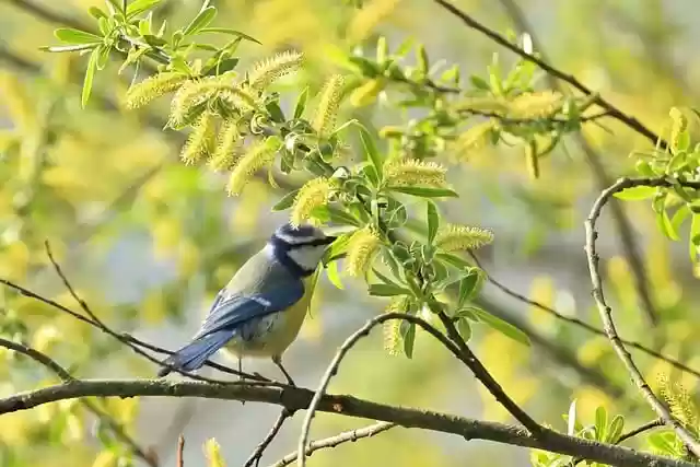 Free download blue tit tit bird branch spring free picture to be edited with GIMP free online image editor