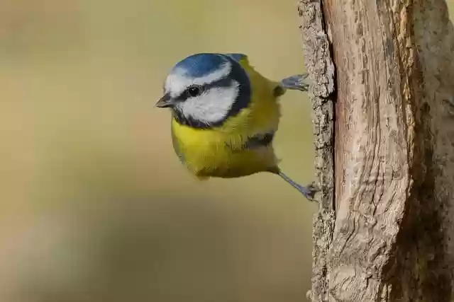 Free download blue tit tit bird wildlife nature free picture to be edited with GIMP free online image editor