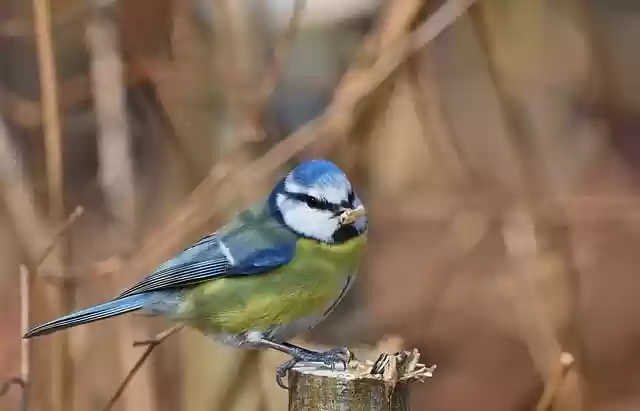 Free download blue tit tit winter feed park free picture to be edited with GIMP free online image editor