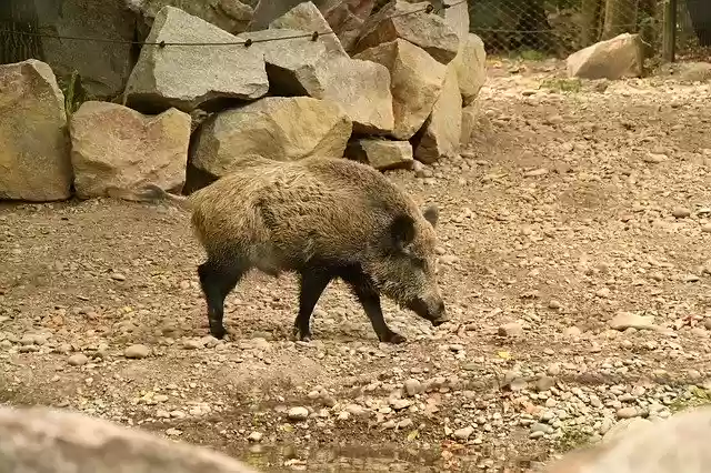 Free download Boar Zoo Pig -  free photo or picture to be edited with GIMP online image editor