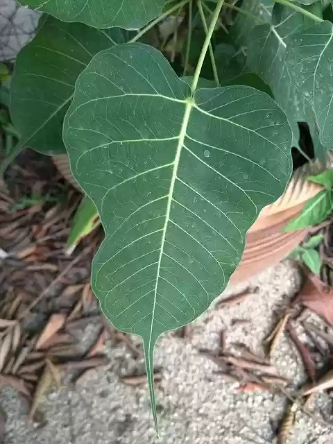 دانلود رایگان Bodhi Leaf Plant - عکس یا تصویر رایگان برای ویرایش با ویرایشگر تصویر آنلاین GIMP