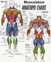 Free download Bodybuilding anatomy chart free photo or picture to be edited with GIMP online image editor