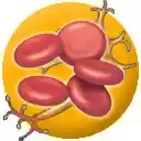 Body Cell Types  screen for extension Chrome web store in OffiDocs Chromium
