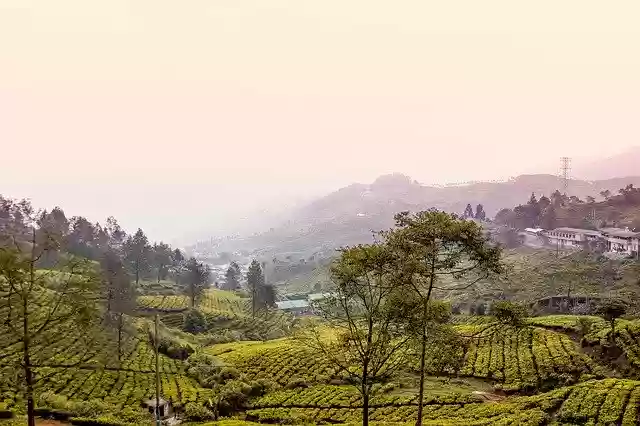 Free download Bogor Nature Indonesia -  free photo or picture to be edited with GIMP online image editor