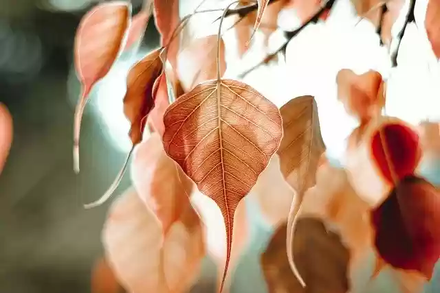 Free download bo leaf bo tree leaves foliage free picture to be edited with GIMP free online image editor