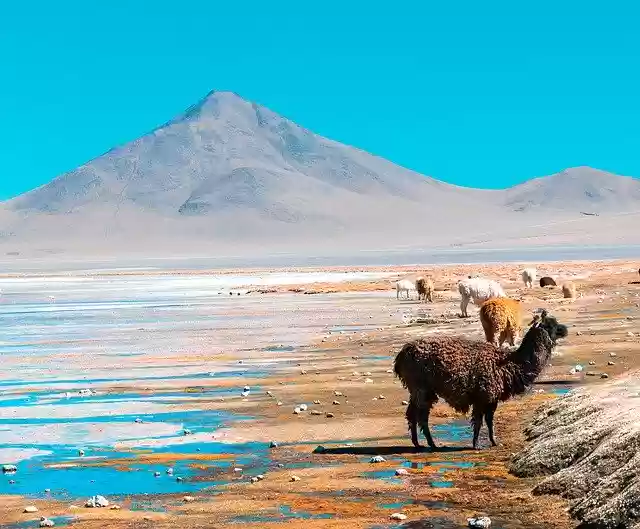 Free download Bolivia Llamas South America -  free photo or picture to be edited with GIMP online image editor