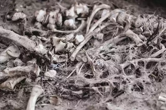 Free download Bones Skeleton -  free photo or picture to be edited with GIMP online image editor