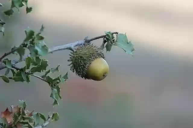 Free download Bonito Wild Plant Nature -  free free photo or picture to be edited with GIMP online image editor