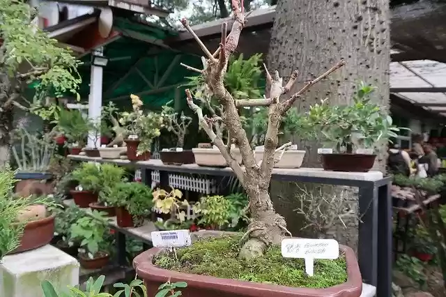 Free download Bonsai Plant Tree -  free photo or picture to be edited with GIMP online image editor